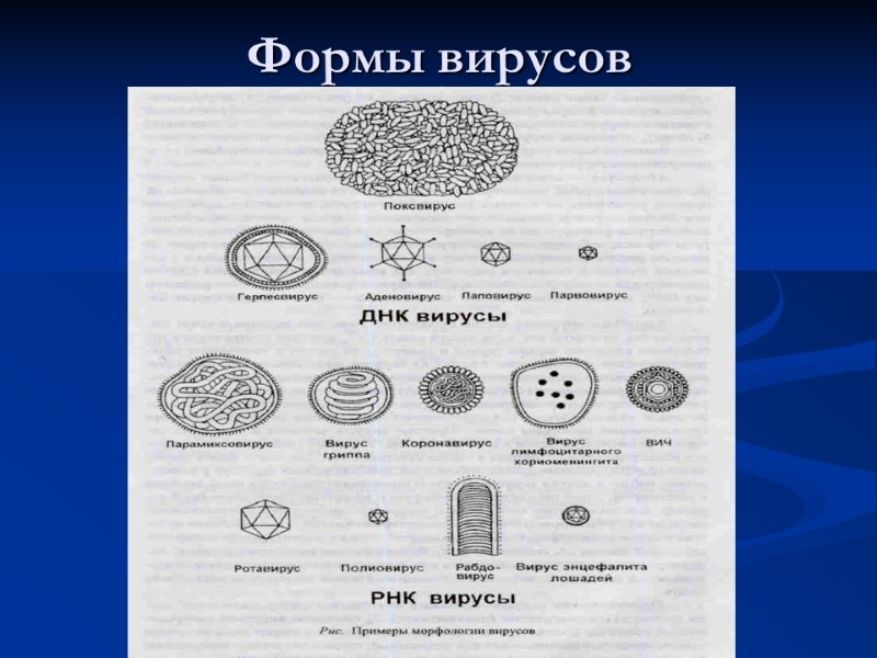 Формы вирусов